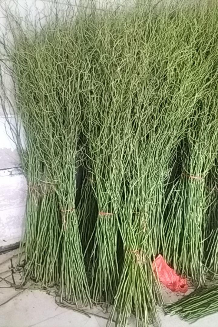 梦旭丹苗木
