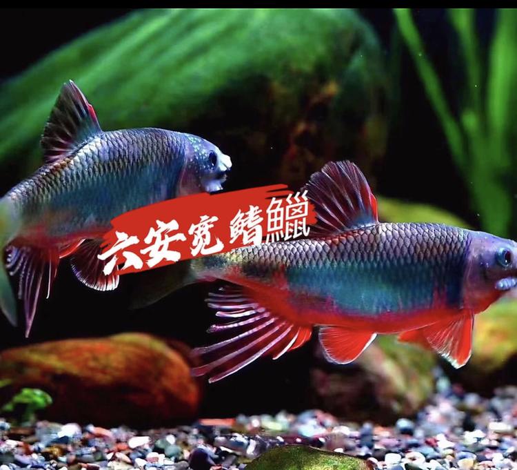 磐石原生溪流