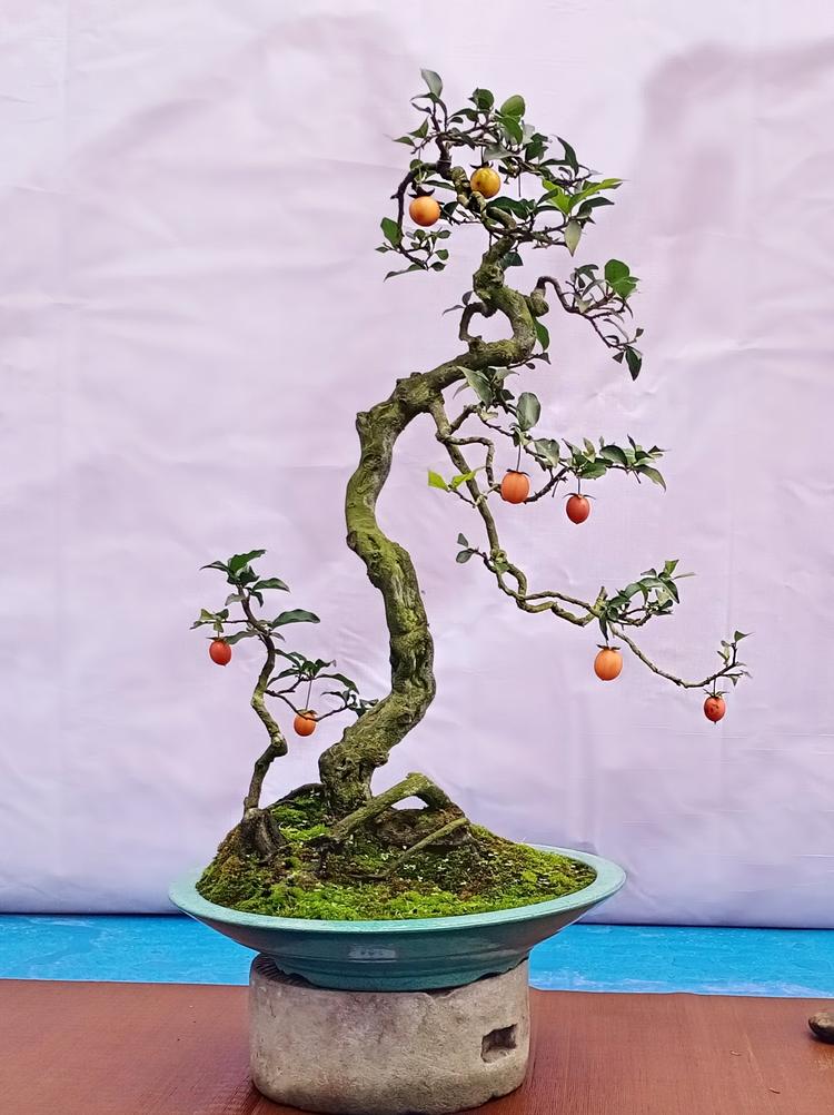 微品汇-盆景企业店
