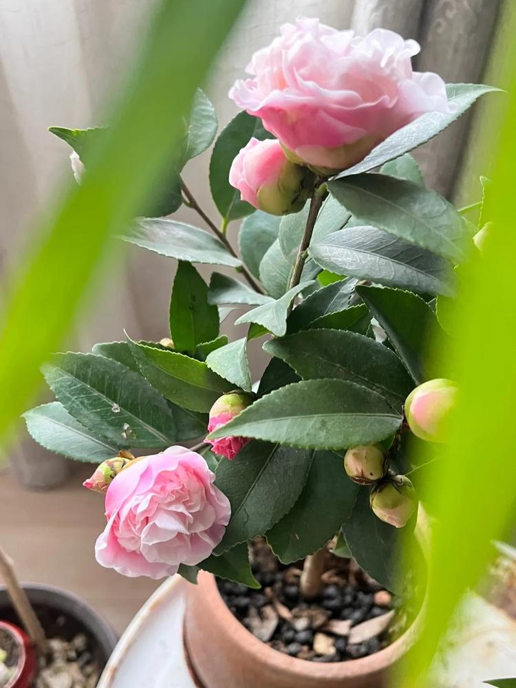 依花颜园艺
