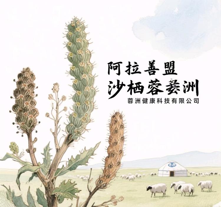 阿拉善盟沙栖蓉洲养生严选
