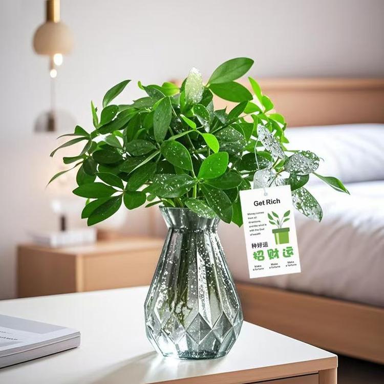 屋香绿植园艺