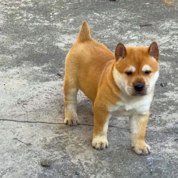 广西正哥田园土猎犬店铺