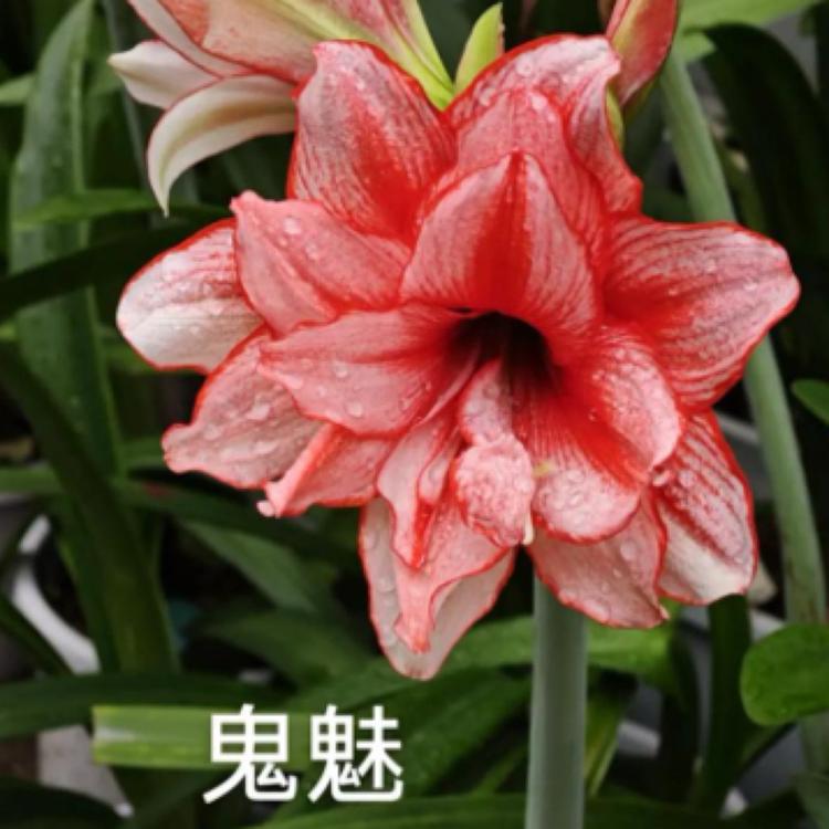 蝶魅种球花卉