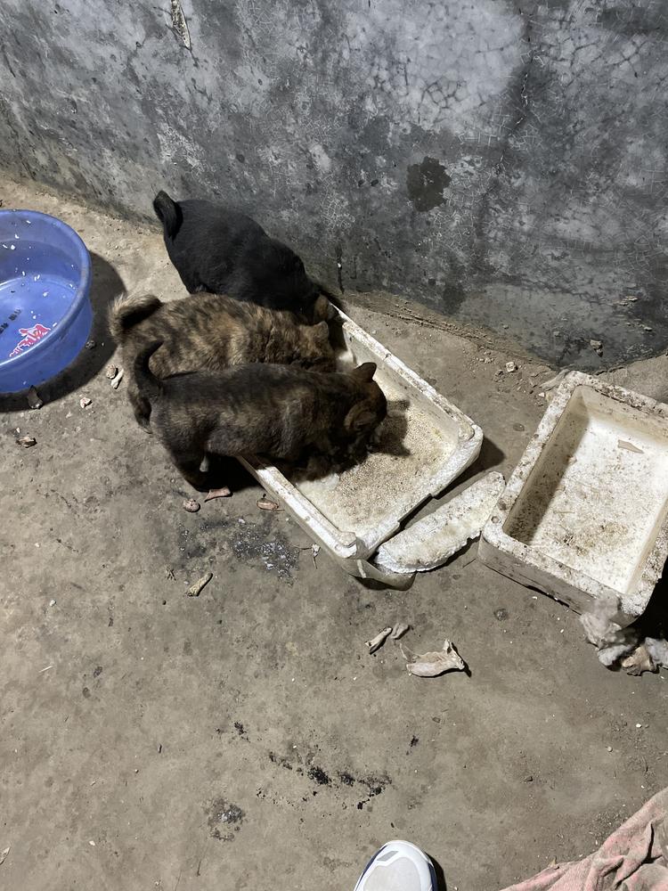 广西廖哥土犬