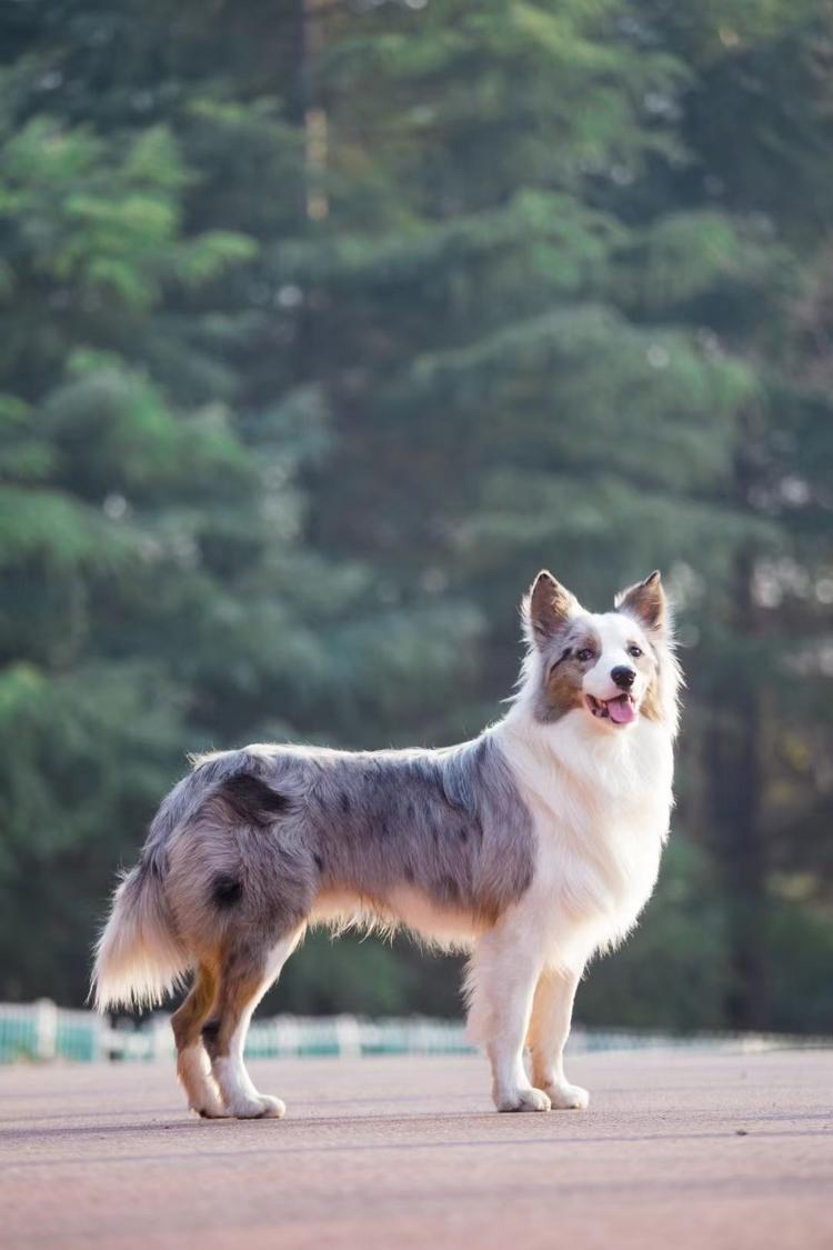 牧园边境牧羊犬