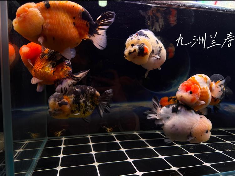 九洲兰寿
