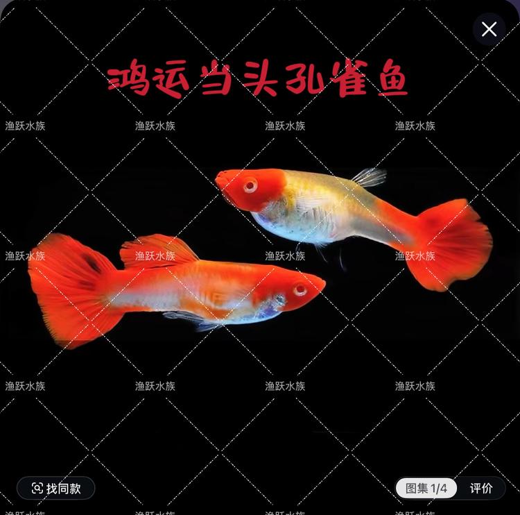 东北老妹观赏鱼
