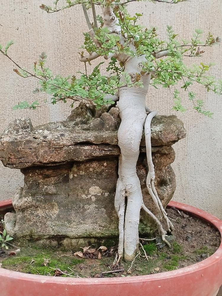 植韵盆景园