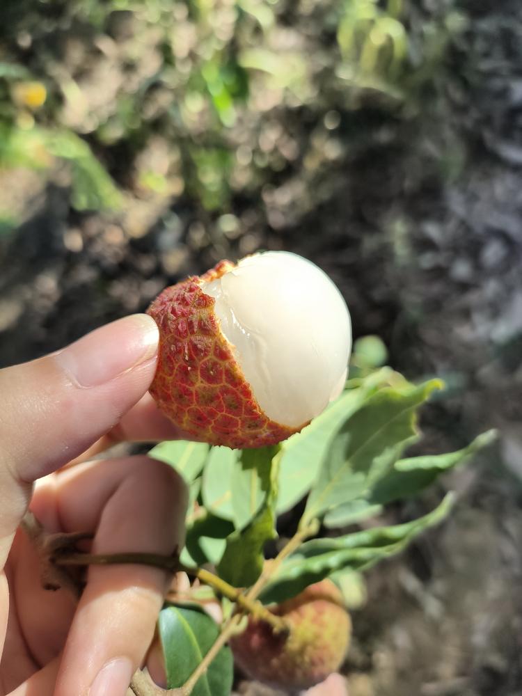 岭南佳红农场