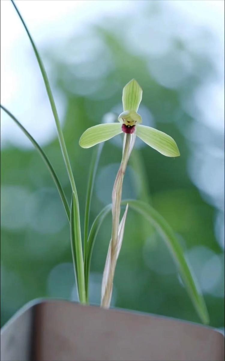 颜植之兰