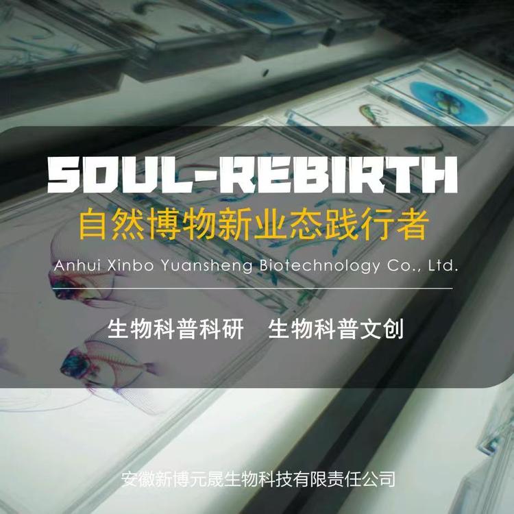 灵魂重铸标本