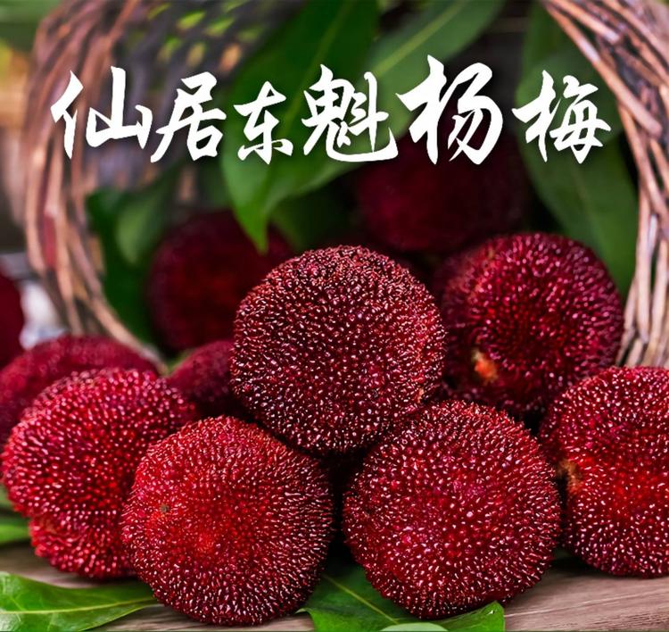 仙居杨梅百里梅