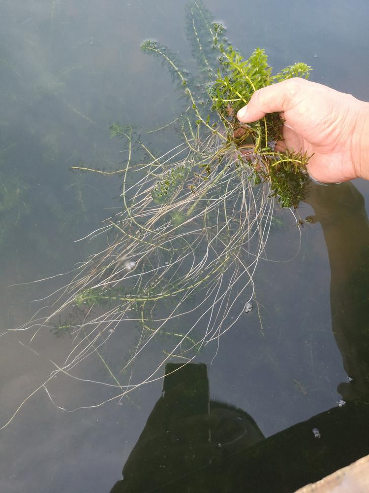 洪湖市螺山镇牛铁水产技术部