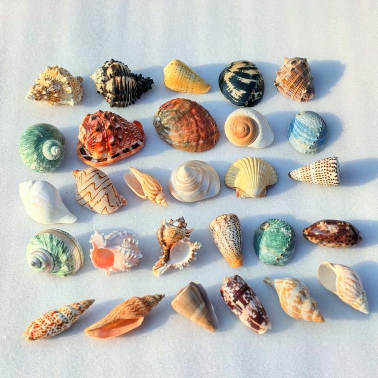海月蓝贻精品贝壳