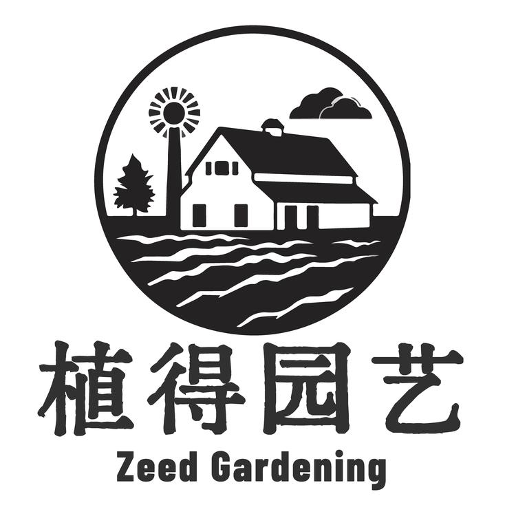 植得园艺 金弹子