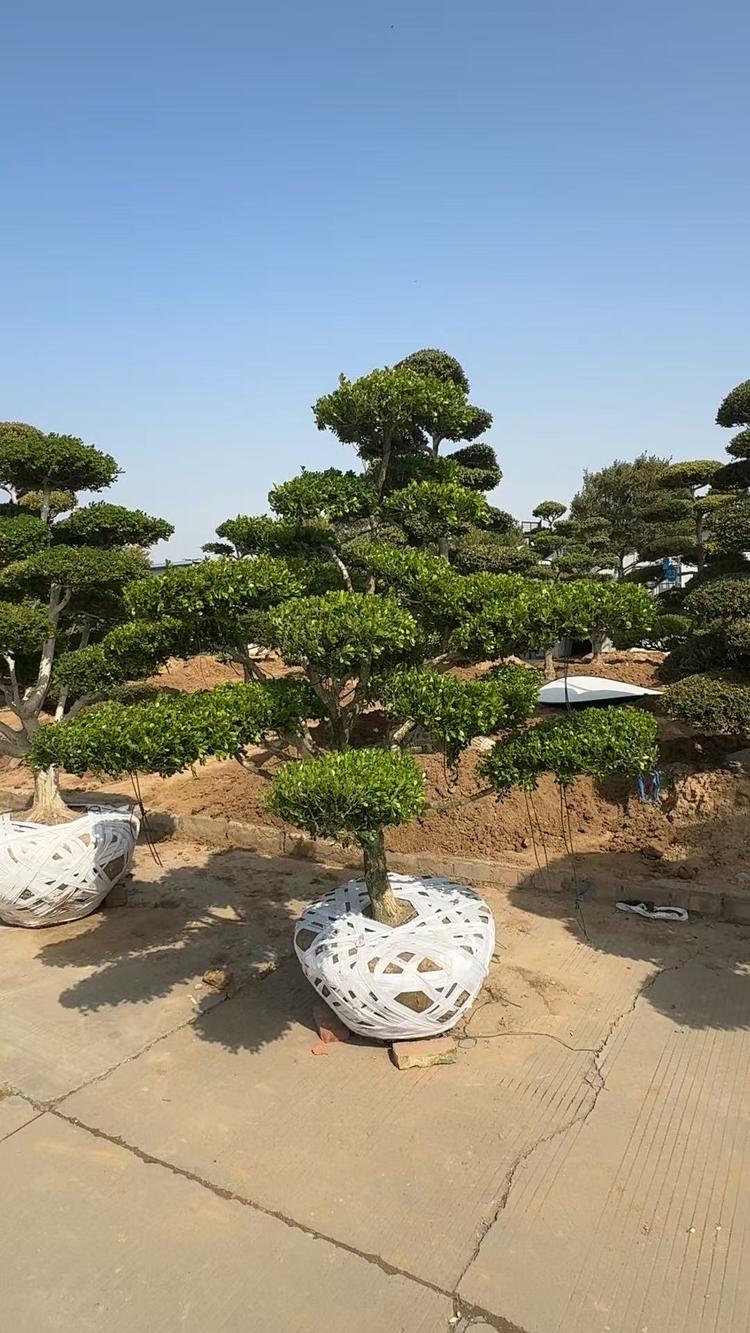 桓宇花卉园艺