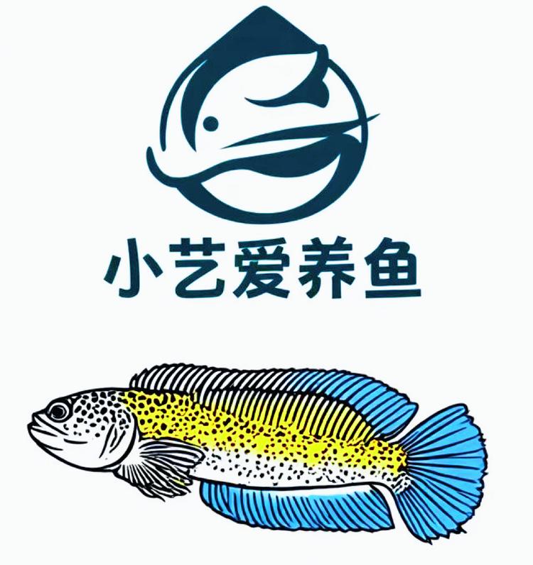 小艺爱养鱼