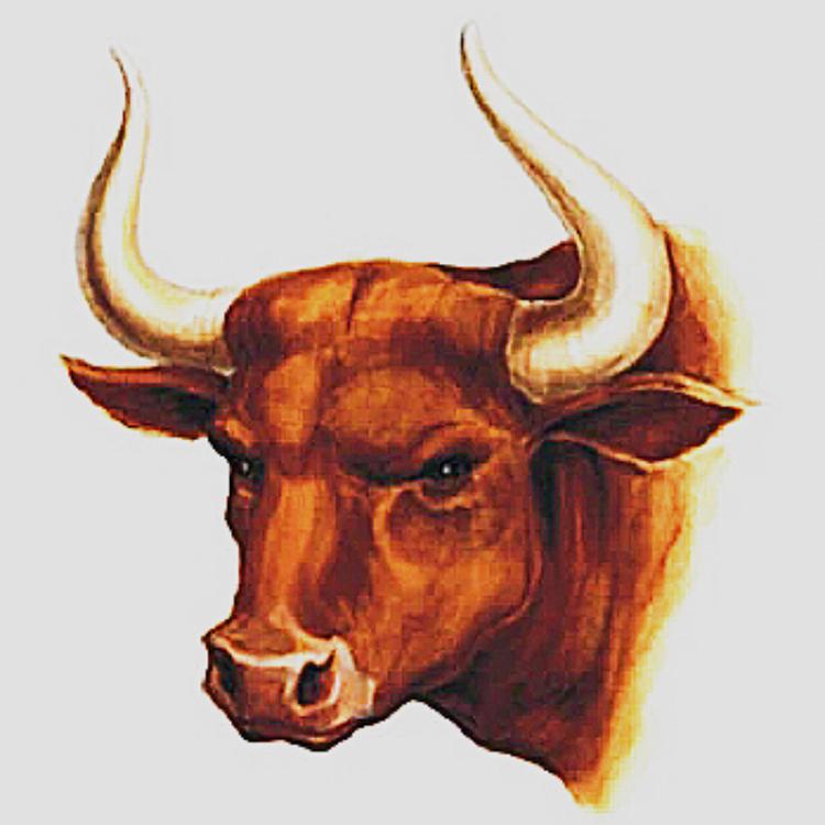 川北高山金膘土黄牛