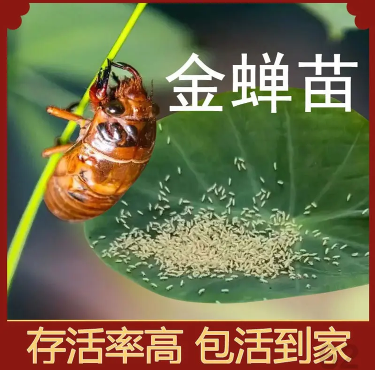 知了金蝉苗基地