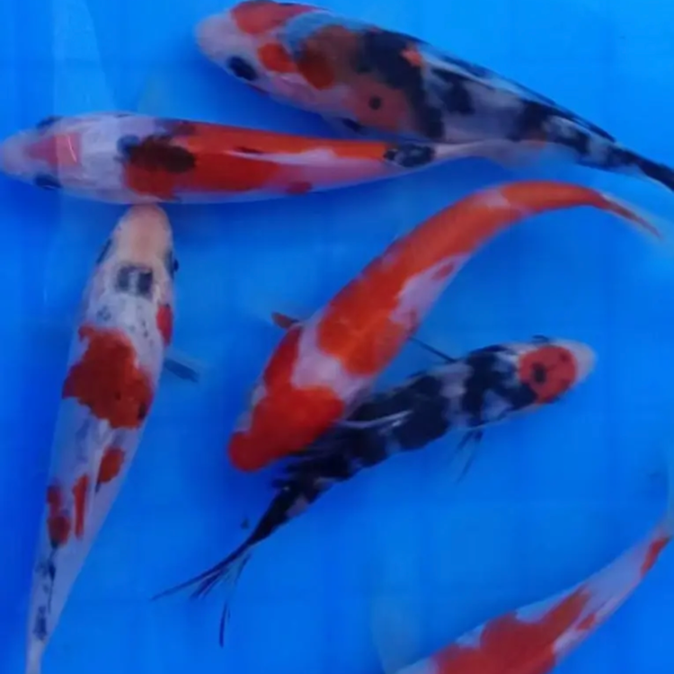 泽洋观赏鱼水族馆