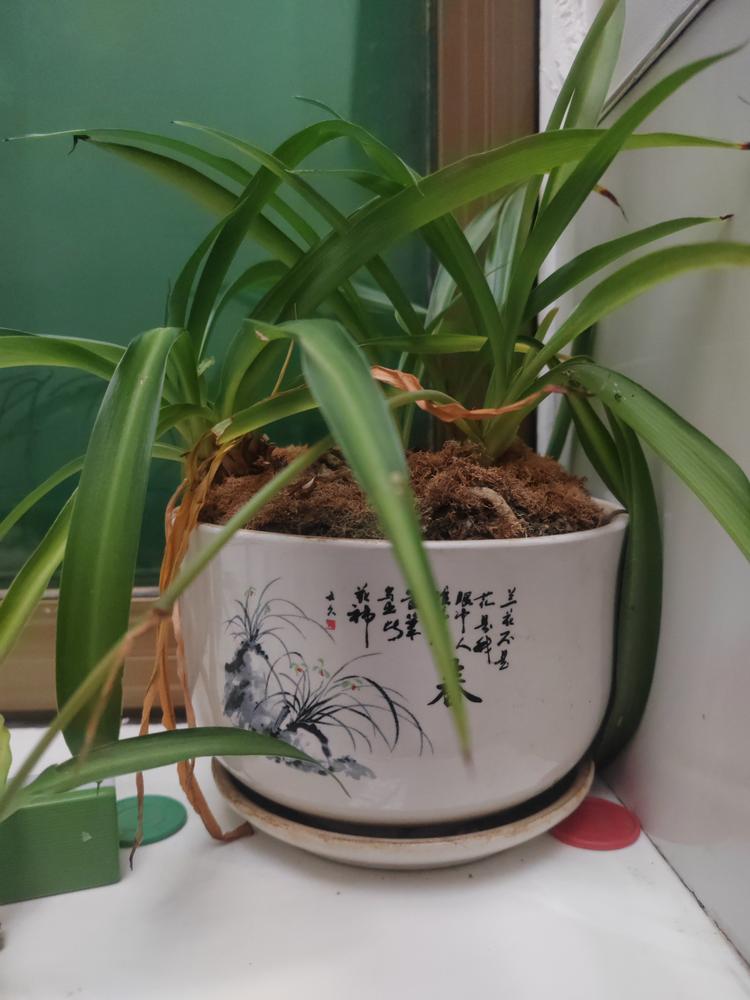 树之乐盆景