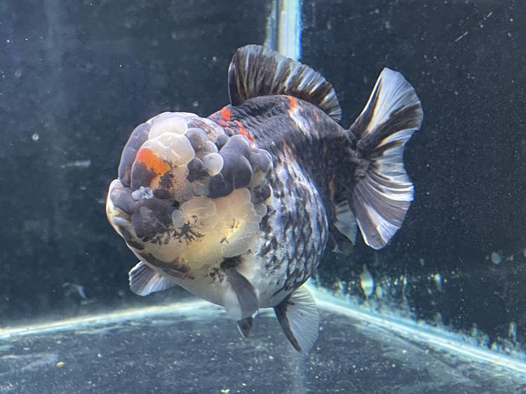 麟海金鱼