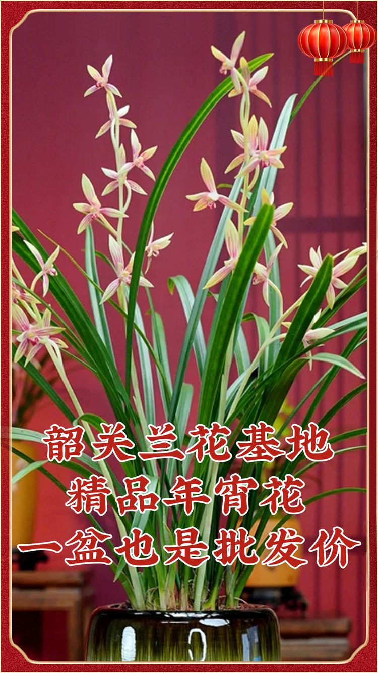 大白建兰源头基地
