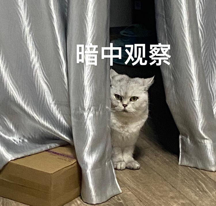 小慢有好东西