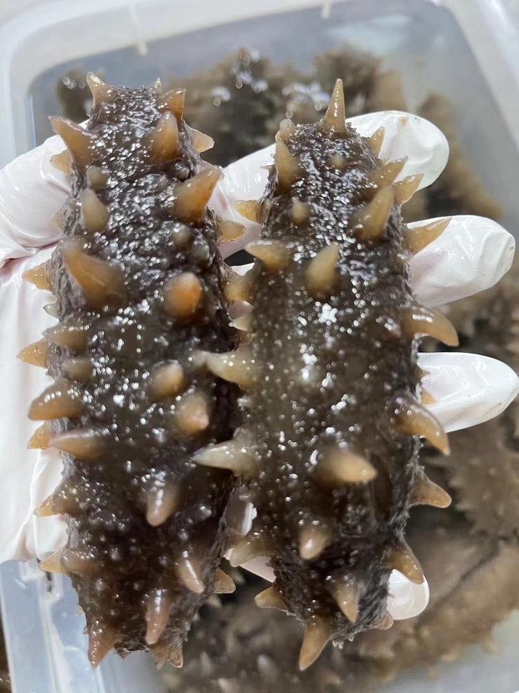 百燕盏燕窝海参