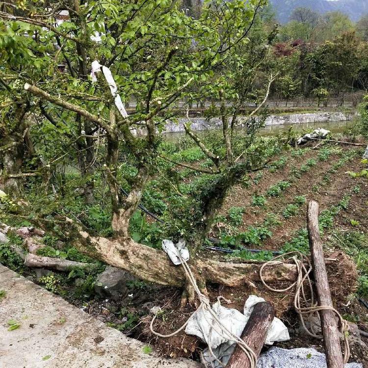 弟兄盆景苗木个体店