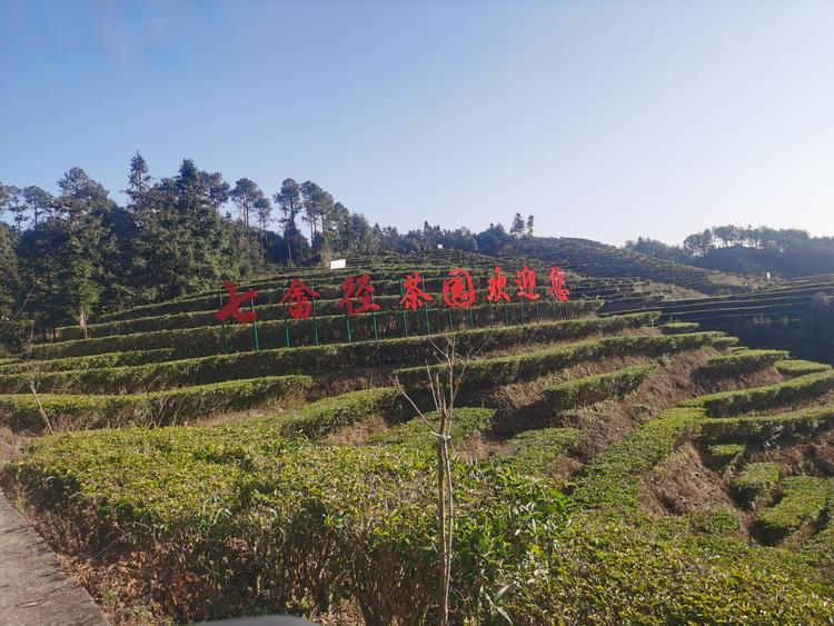 七畲径茶园