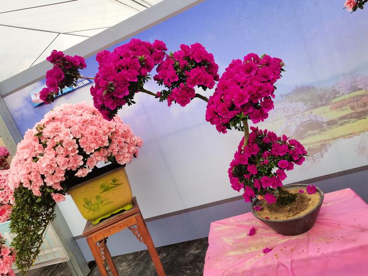 小槿花卉基地