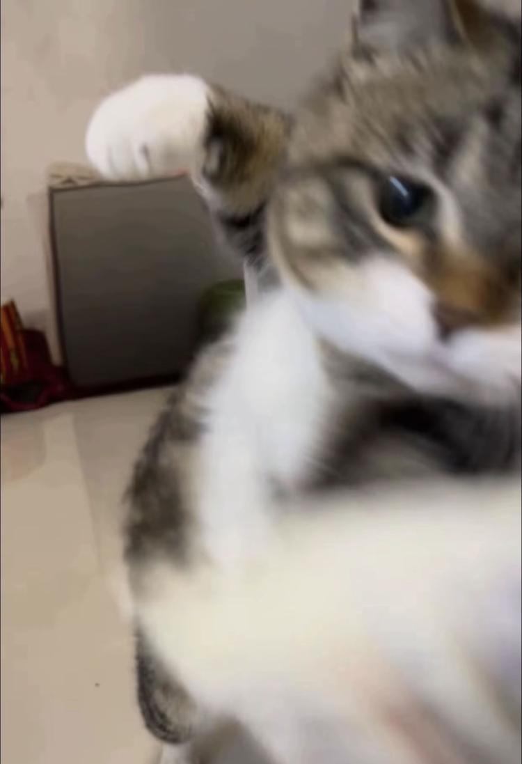 落月DY