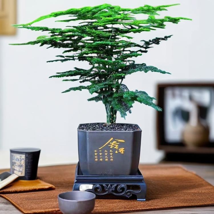 种花迷理果树苗木专卖店