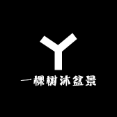 一棵树沐盆景