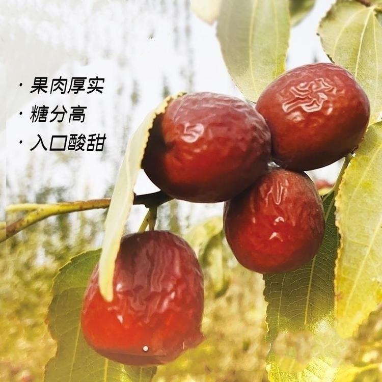 新疆存照农场甄选