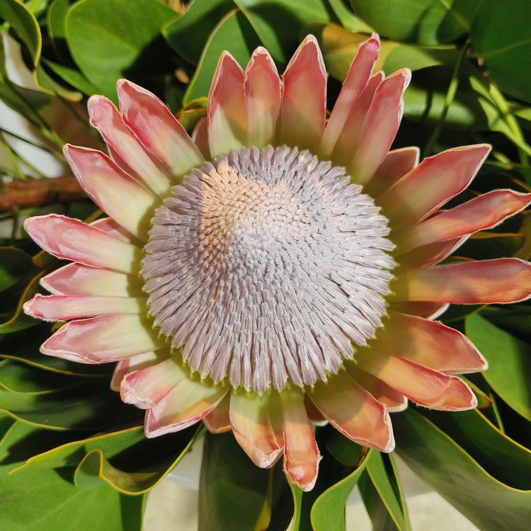 云栖花谷
