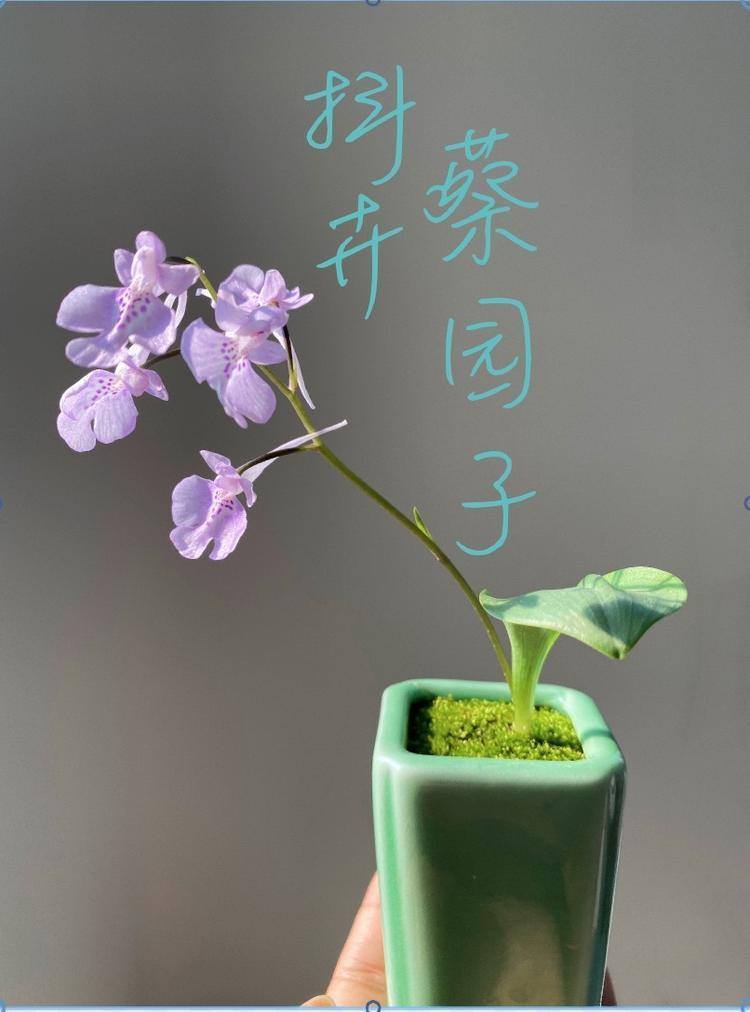 抖卉蔡园子