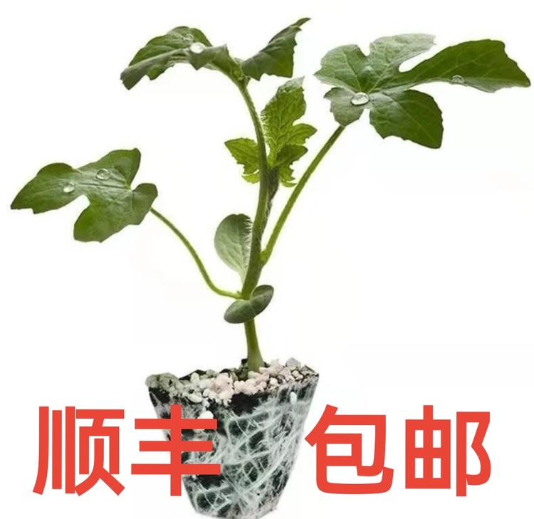 安徽阜阳种苗