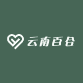 云南百合批发