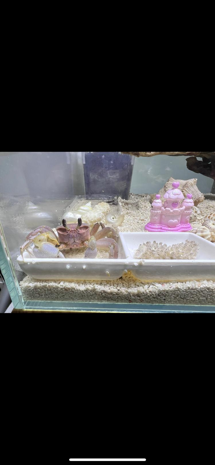 萌萌哒沙蟹宠物