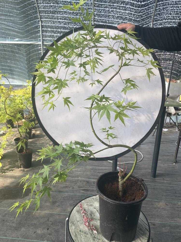 顺颜苗木馆
