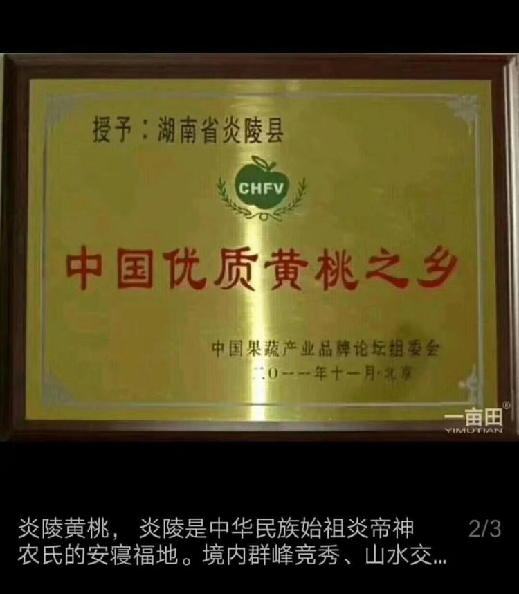 炎陵高山黄桃奈李现摘现发