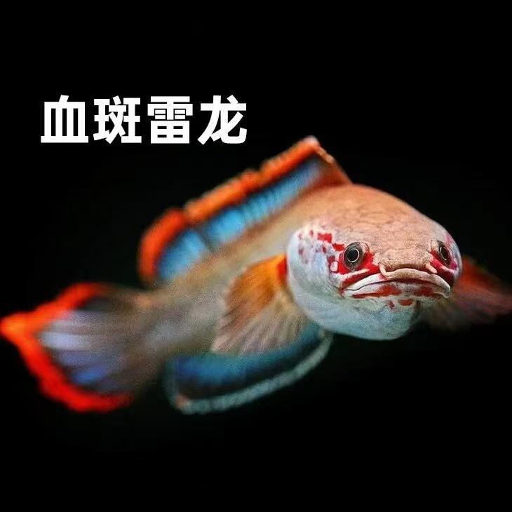 鱼戏江湖宠物铺