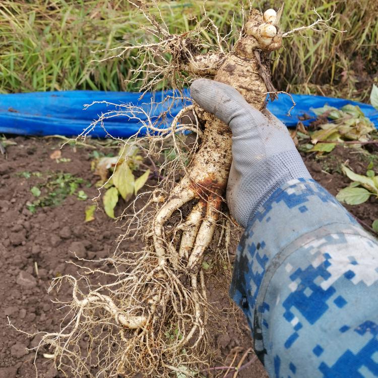 抚松县松江河镇吉临长白山特产店的小店