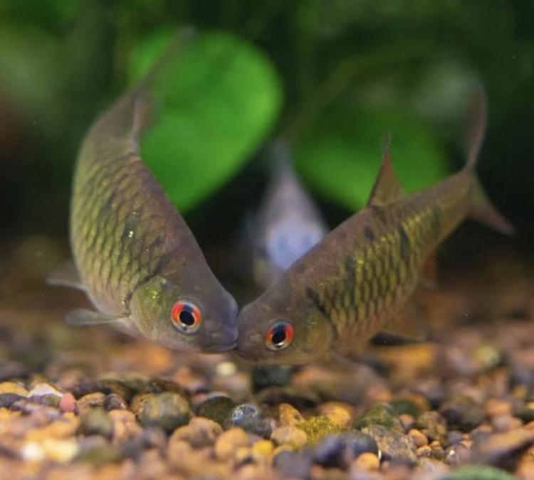 专注原生溪流鱼