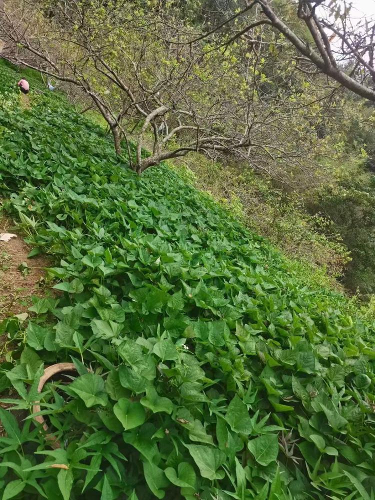平远县馨康土特产店的小店