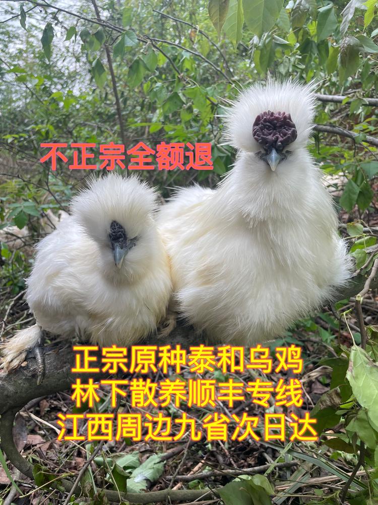 福荣禽业有限公司