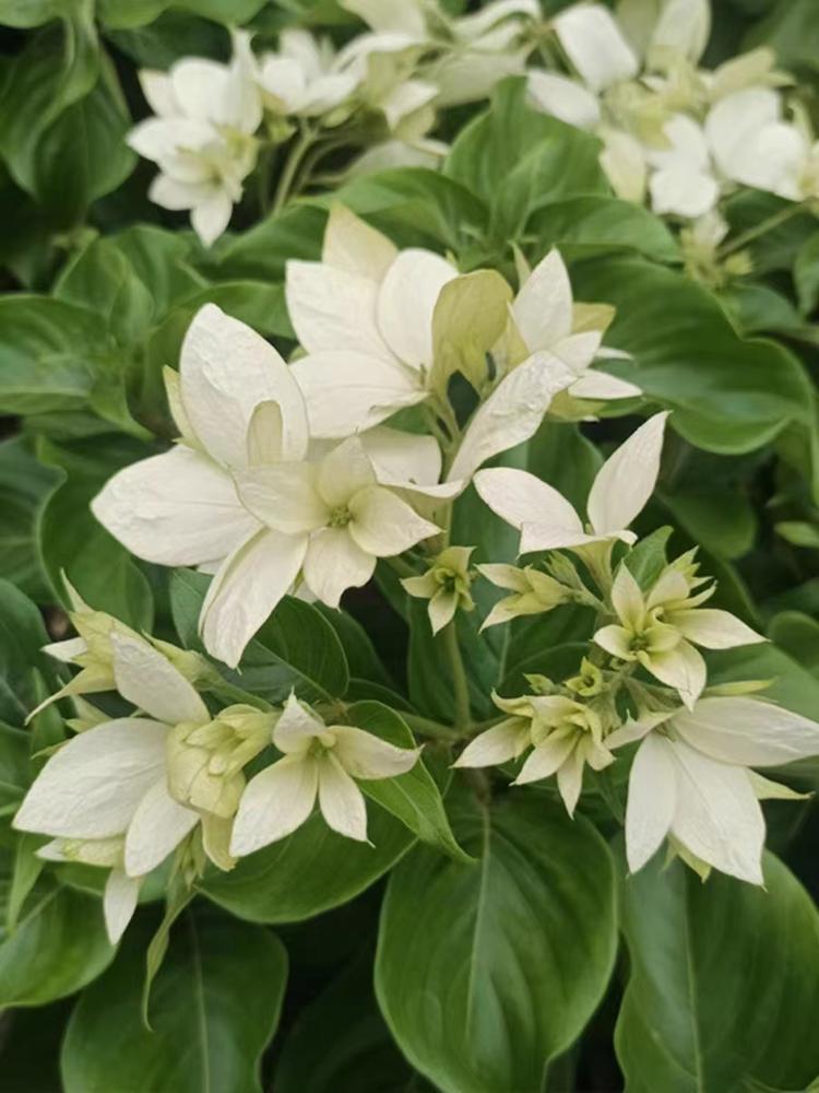 独恋花